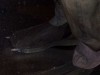 Filename=fett_shoes.jpg
Filesize=13KiB
Dimensions=640x480
Date added=Mar 08, 2014 fett_shoes.jpg