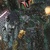 Star Wars Galaxy 5 #6 Bounty Hunters (Etched Foil) (2010)